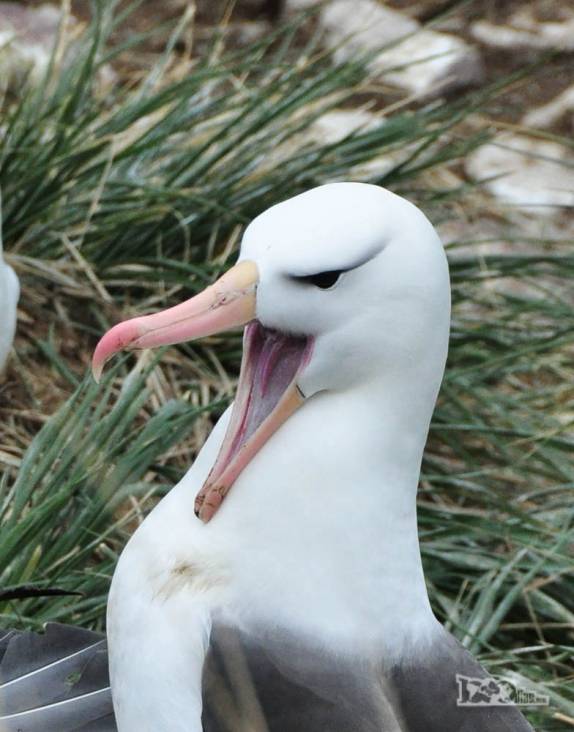 Um albatroz-de-sobrancelha emite um som estridente em sua colônia em Steeple Jason, no noroeste das Ilhas Malvinas